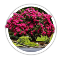 Рододендрон Rhododendron 0